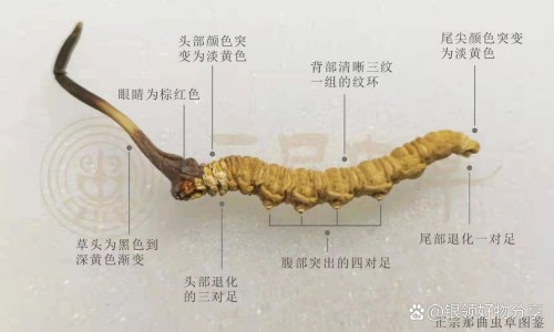 权威丁香根用法平台,分享专业丁香根药用功效与禁忌知识_丁香根药用功效网